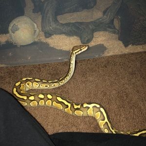 Meet your Posher, Janette